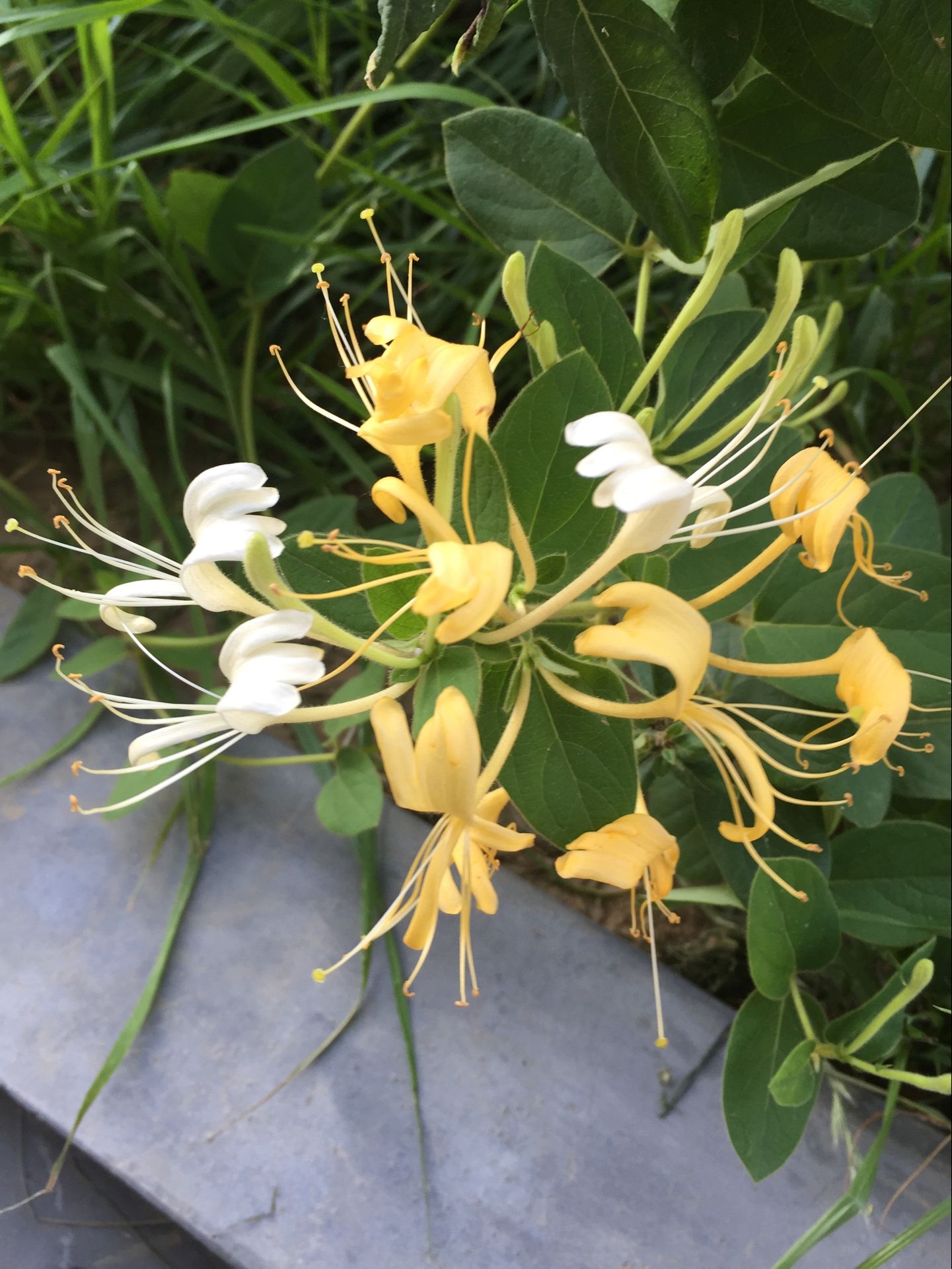 河南山推公司大院內(nèi)百花競放