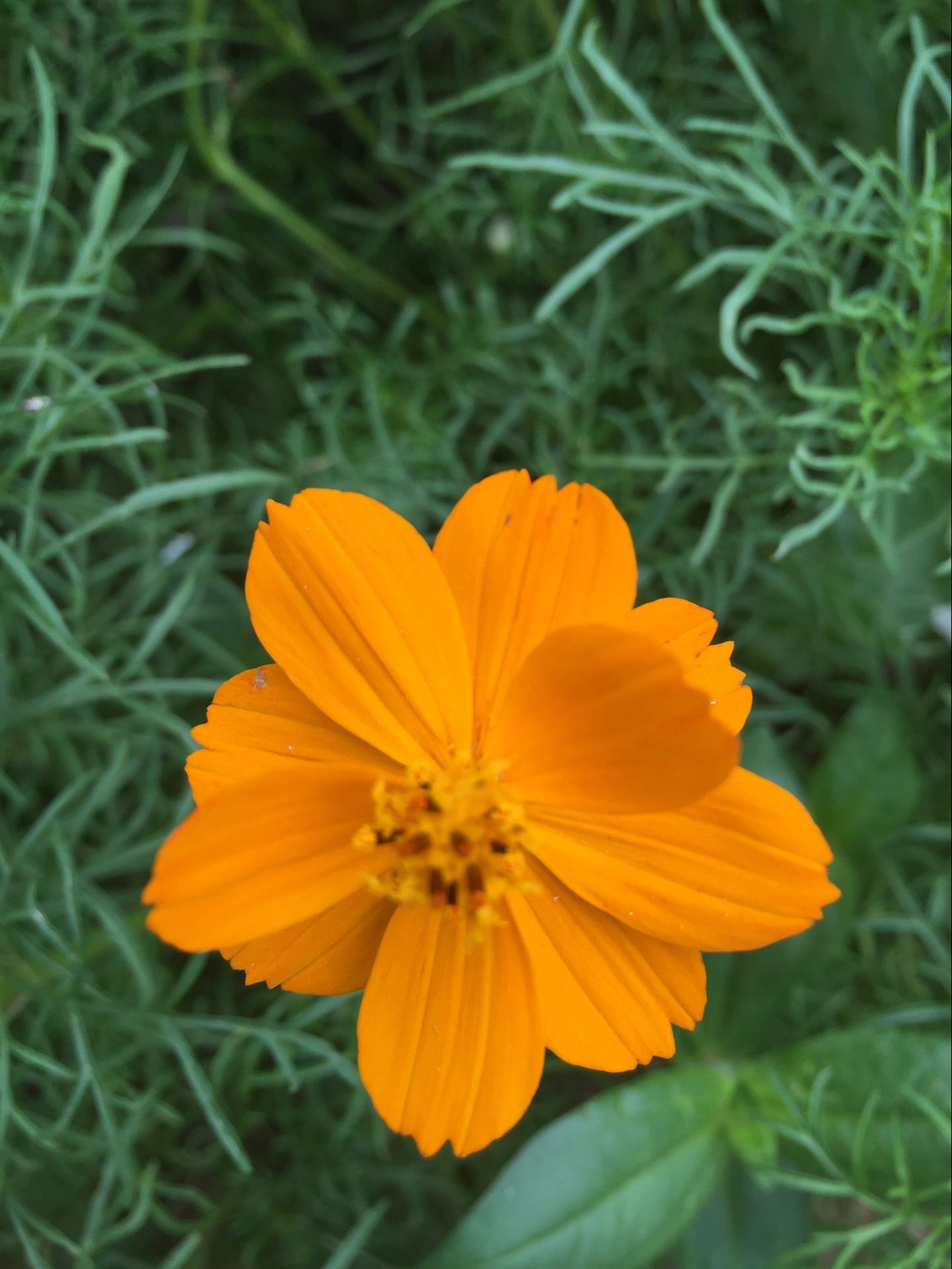 河南山推公司大院內(nèi)百花競放