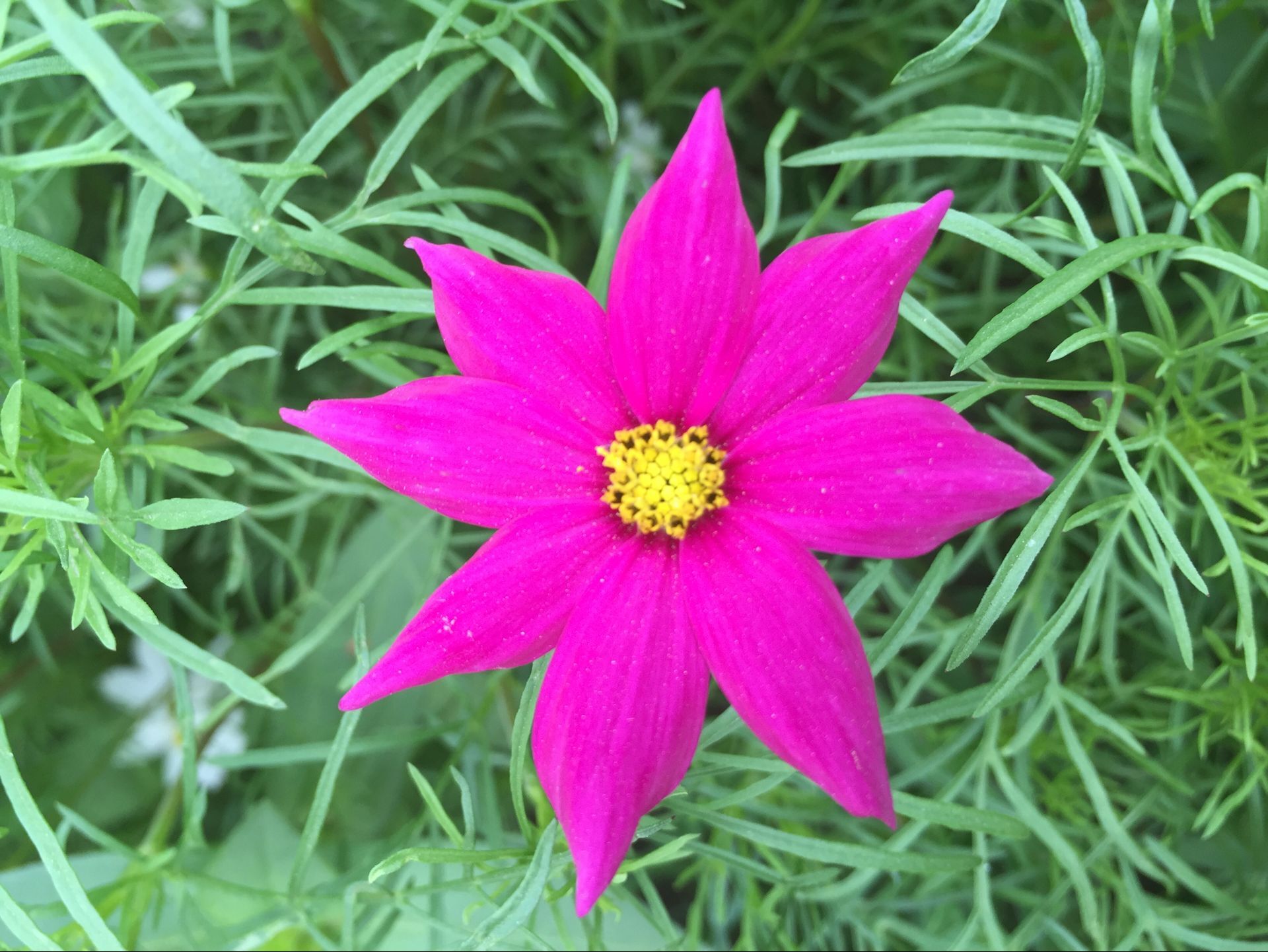 河南山推公司大院內(nèi)百花競放