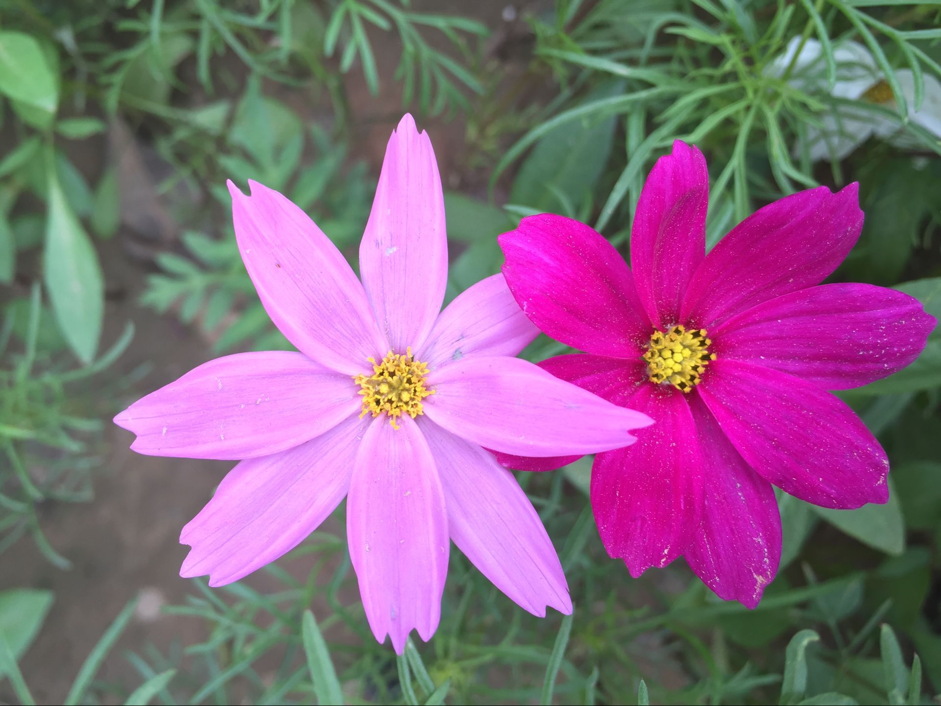 河南山推公司大院內(nèi)百花競放